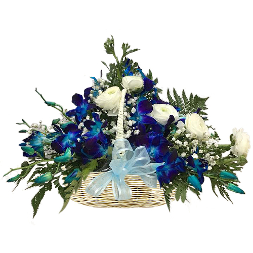 Electric blue dendrobium orchids softened with white baby's breath and roses. Presented in a basket. Send your thoughts and well wishes with this arrangement to brighten up someone's day. We offer Sydney-wide fresh flower delivery.