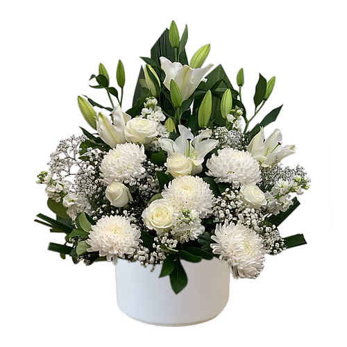 Show stopping lilies, magnificent chrysanthemums, gorgeous roses and dainty baby's breath. All dressed in brilliant white. Send the Gracious Whispers arrangement with your thoughts and well wishes to loved ones. Fresh flower delivery to Sydney throughout.
