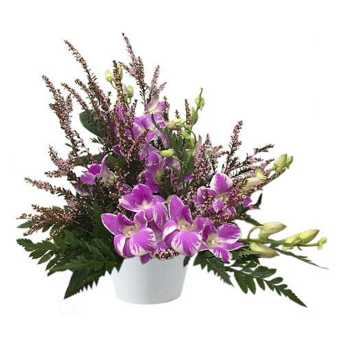 Unique two tone dendrobium flowers with a velvety pink and white texture are accompanied by evergreen fern foliage. Send this to someone special on a birthday, anniversary, mother's day or any other holiday.