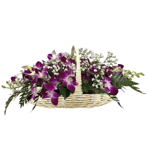 Electric purple dendrobium orchids softened with baby's breath flowers. Presented in a basket. Send your thoughts and well wishes with this arrangement to brighten up someone's day. We offer Sydney-wide fresh flower delivery.